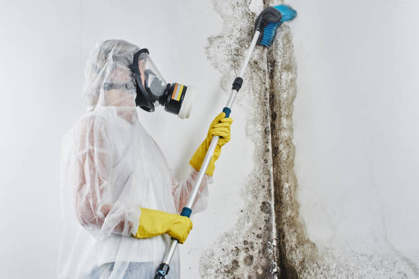 Best Commercial Mold Removal  in Ashland, OR