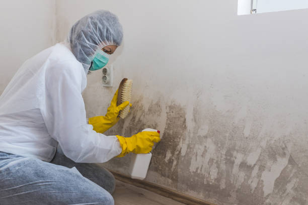 Best Black Mold Removal  in Ashland, OR