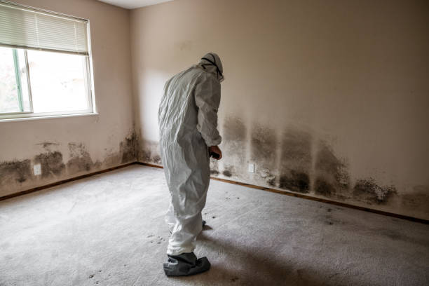 Best Fast Mold Removal  in Ashland, OR