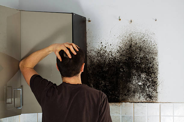 Best Mold Removal Company Near Me  in Ashland, OR