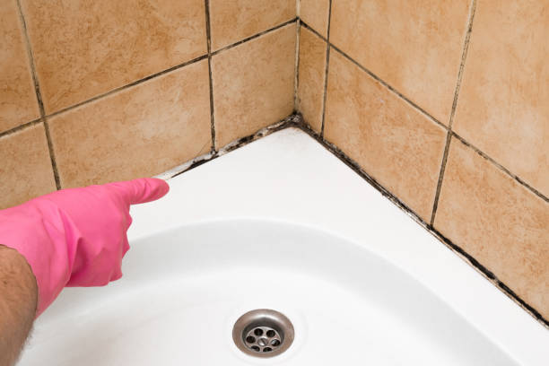 Best Same-Day Mold Removal  in Ashland, OR